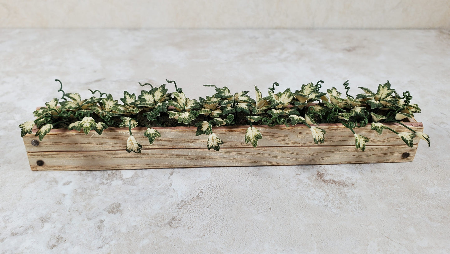 Dollhouse Inner Variegated Ivy in 5.25" Window Box Planter 1:12 Scale Miniature