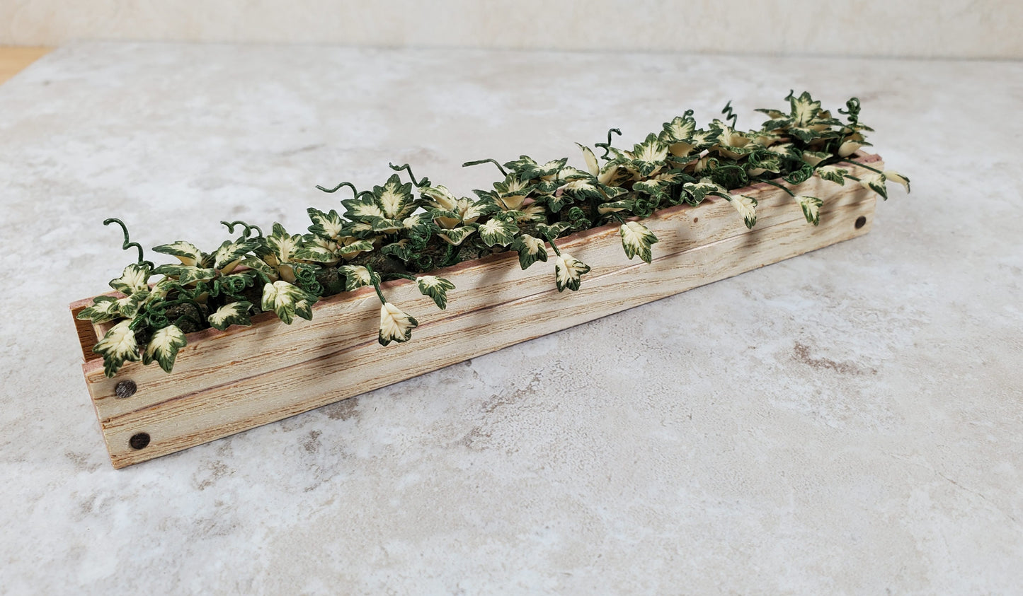 Dollhouse Inner Variegated Ivy in 5.25" Window Box Planter 1:12 Scale Miniature