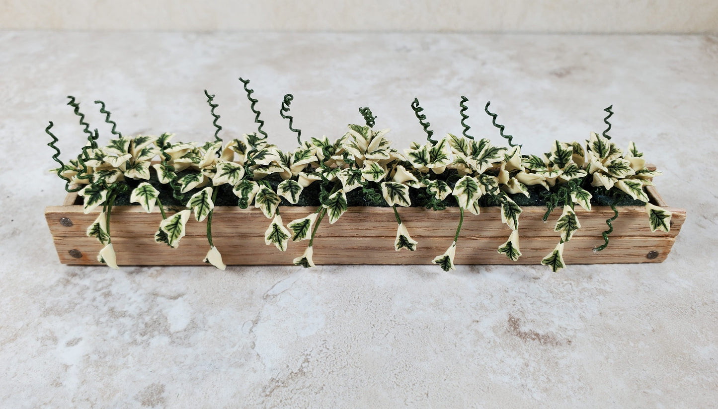 Dollhouse Variegated Ivy in 5.5" Wooden Window Box Planter 1:12 Scale Miniature