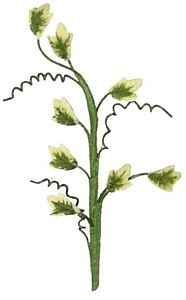 Dollhouse Single English Ivy Small Stem with Foliage 1:12 Scale Miniature