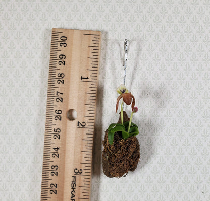 Dollhouse Hanging Cup Orchid on Bark with Moss Flowering Plant 1:12 Scale