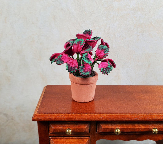 Dollhouse Pink Variegated Coleus Plant in a Terra Cotta Pot 1:12 Scale Miniature