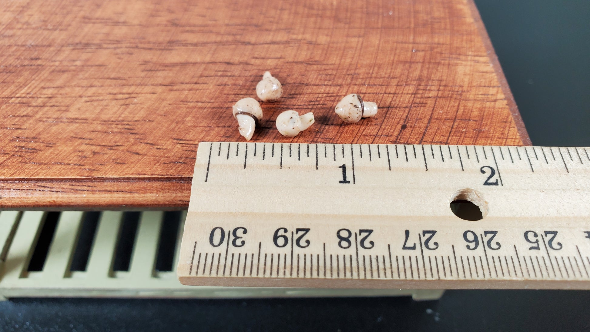 Dollhouse Mushrooms 4 Pieces 1:12 Scale Miniature Food Handmade