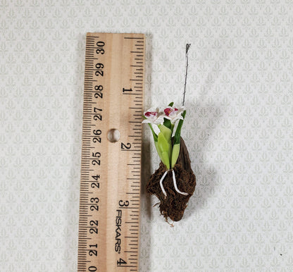 Dollhouse Hanging Orchid on Bark with Moss White & Purple Flowering Plant 1:12 Scale