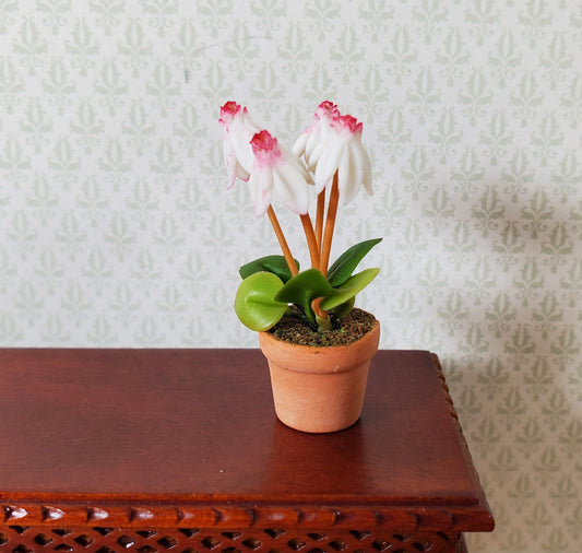 Dollhouse Flowering White Fuchsia Plant in Terra Cotta Pot 1:12 Scale Miniature