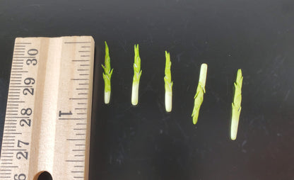 Dollhouse Asparagus Spikes 5 Pieces 1:12 Scale Miniature Food Vegetables