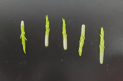 Dollhouse Asparagus Spikes 5 Pieces 1:12 Scale Miniature Food Vegetables