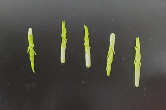 Dollhouse Asparagus Spikes 5 Pieces 1:12 Scale Miniature Food Vegetables