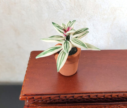Dollhouse Blushing Bromeliad Variegated Plant in Terra Cotta Pot 1:12 Scale
