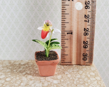 Dollhouse Slipper Orchid Plant in Terra Cotta Planter 1:12 Scale Miniature